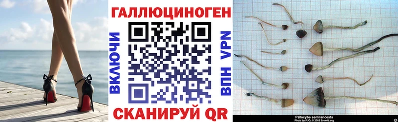 Галлюциногенные грибы Psilocybine cubensis  наркота  Пласт 